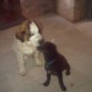 MOLESTANDO A TOBBY